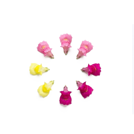 Aslanağzı Yenilebilir Çiçek